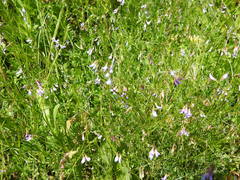 Vicia parviflora