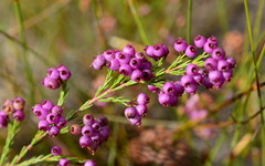 Erica multumbellifera