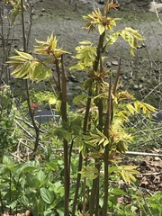Ailanthus altissima