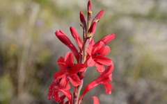 Tritoniopsis pulchra