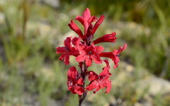 Tritoniopsis pulchra