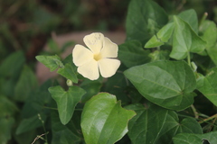 Thunbergia neglecta
