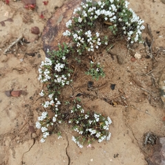 Eriogonum fastigiatum