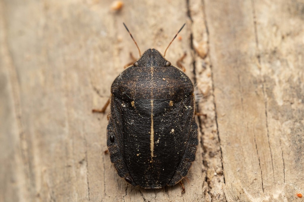 southern broad-bellied bug