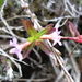 Lythrum maritimum - Photo (c) Forest & Kim Starr, μερικά δικαιώματα διατηρούνται (CC BY)