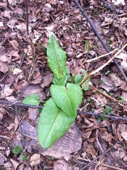 Rumex obtusifolius