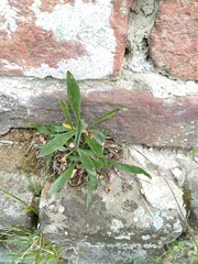 Plantago lanceolata