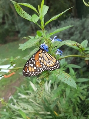 Danaus erippus