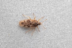 Monosteira unicostata