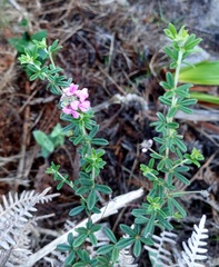 Indigofera filiformis