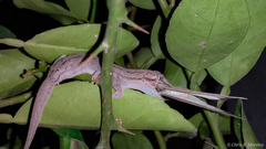 Hemidactylus frenatus