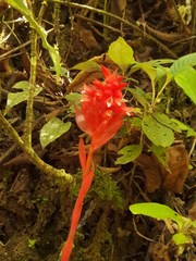 Stenorrhynchos speciosum