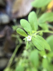 Lithospermum matamorense