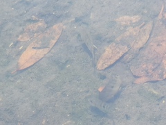 Amphilophus trimaculatus