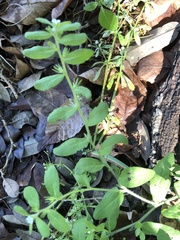 Lithospermum matamorense