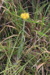 Helichrysum auriceps