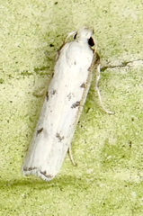 Image of Glyphidocera lactiflosella