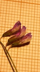 Vicia parviflora