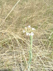 Boechera retrofracta