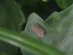 Lophops carinata