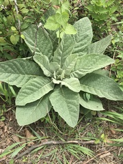 Verbascum thapsus