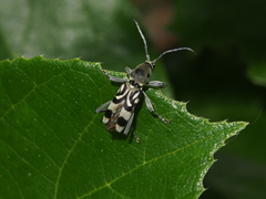 Chlorophorus macaumensis