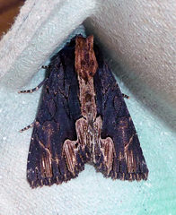 Dypterygia scabriuscula