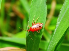 Deraeocoris ruber