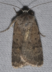 Caradrina flavirena