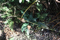 Blechnum attenuatum