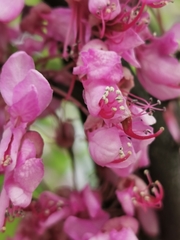 Cercis siliquastrum