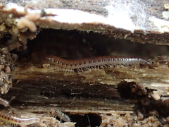Blaniulidae