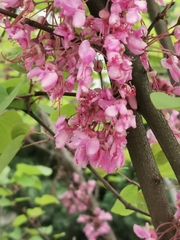 Cercis siliquastrum