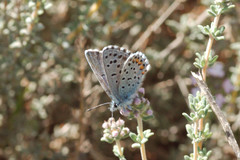 Pseudophilotes baton