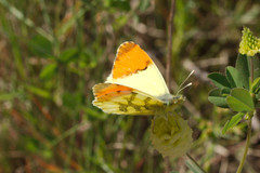 Anthocharis euphenoides