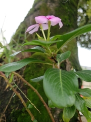 Catharanthus roseus
