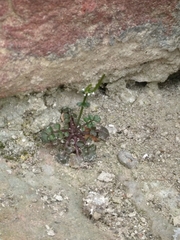 Cardamine hirsuta