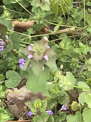 Lamium purpureum