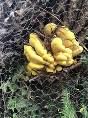 Laetiporus sulphureus