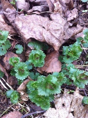 Glechoma hederacea