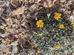 Tetraneuris argentea