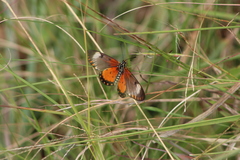 Acraea serena