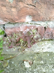 Lamium purpureum