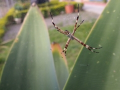 Argiope argentata