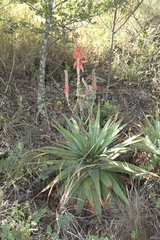 Aloe pretoriensis