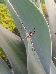 Argiope argentata
