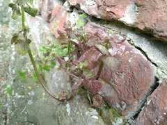 Lamium purpureum
