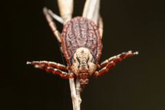 Dermacentor marginatus