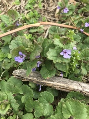 Glechoma hederacea