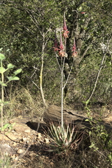 Aloe pretoriensis